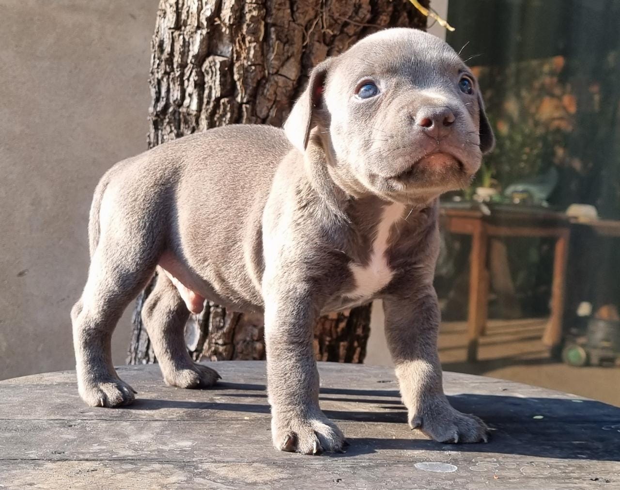 american bully machos y hembras