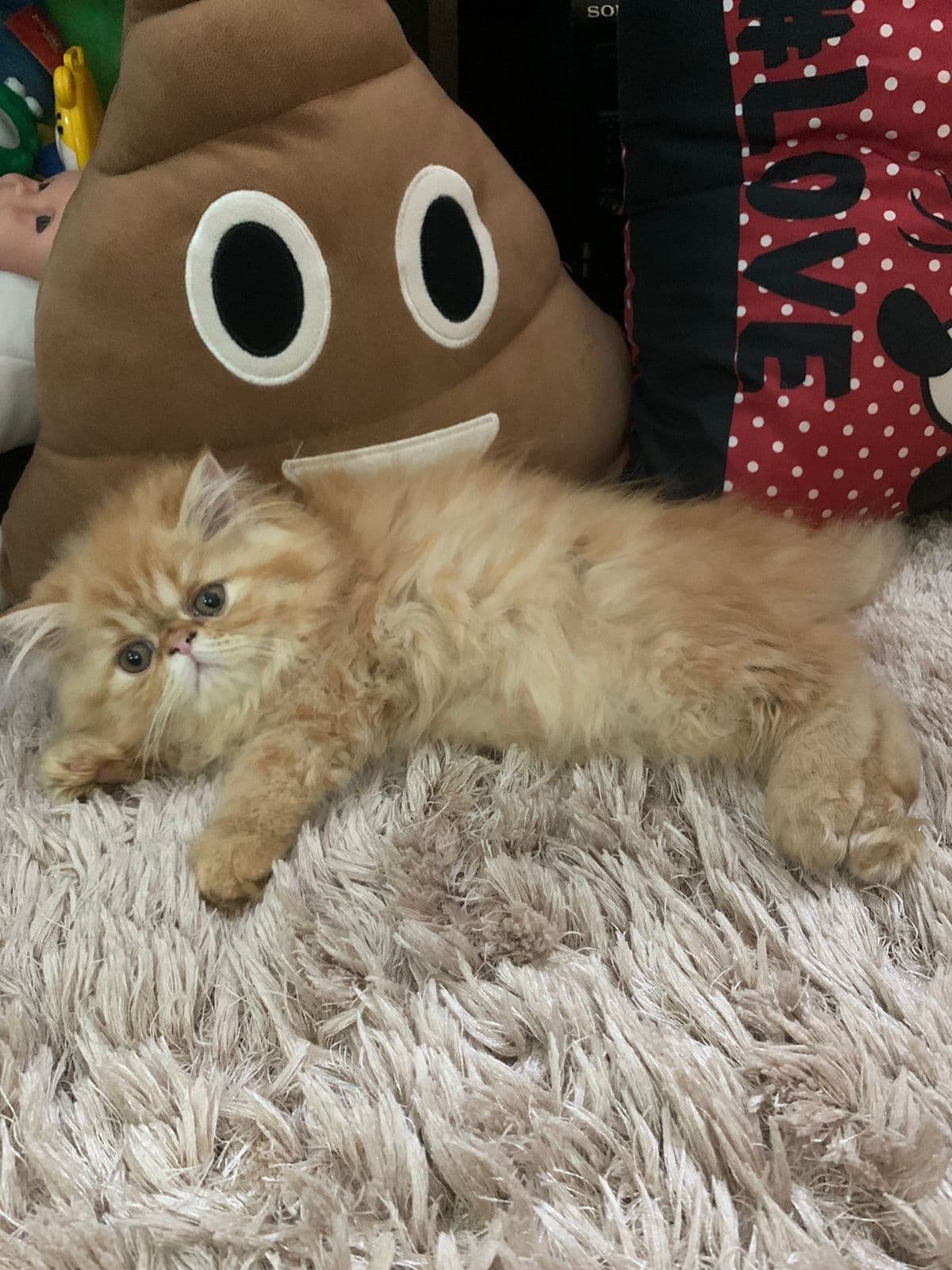 gato persa hembra