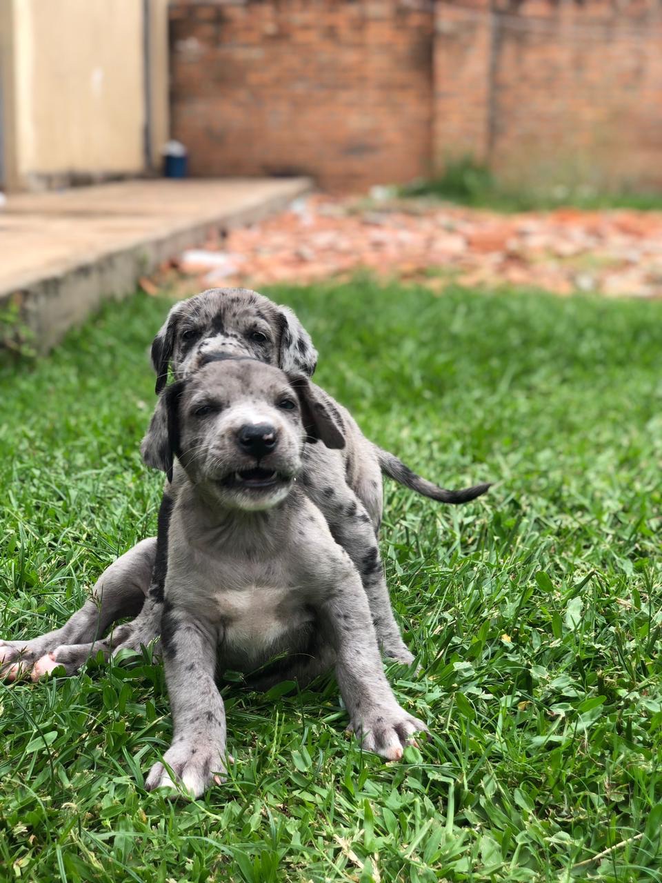 gran danes hembra y macho