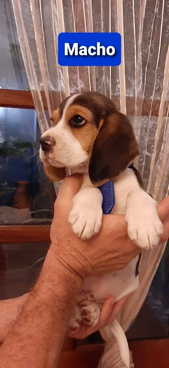 beagle hembra y macho