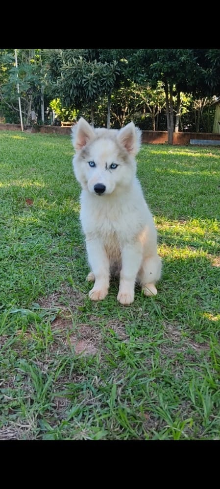 husky siberiano