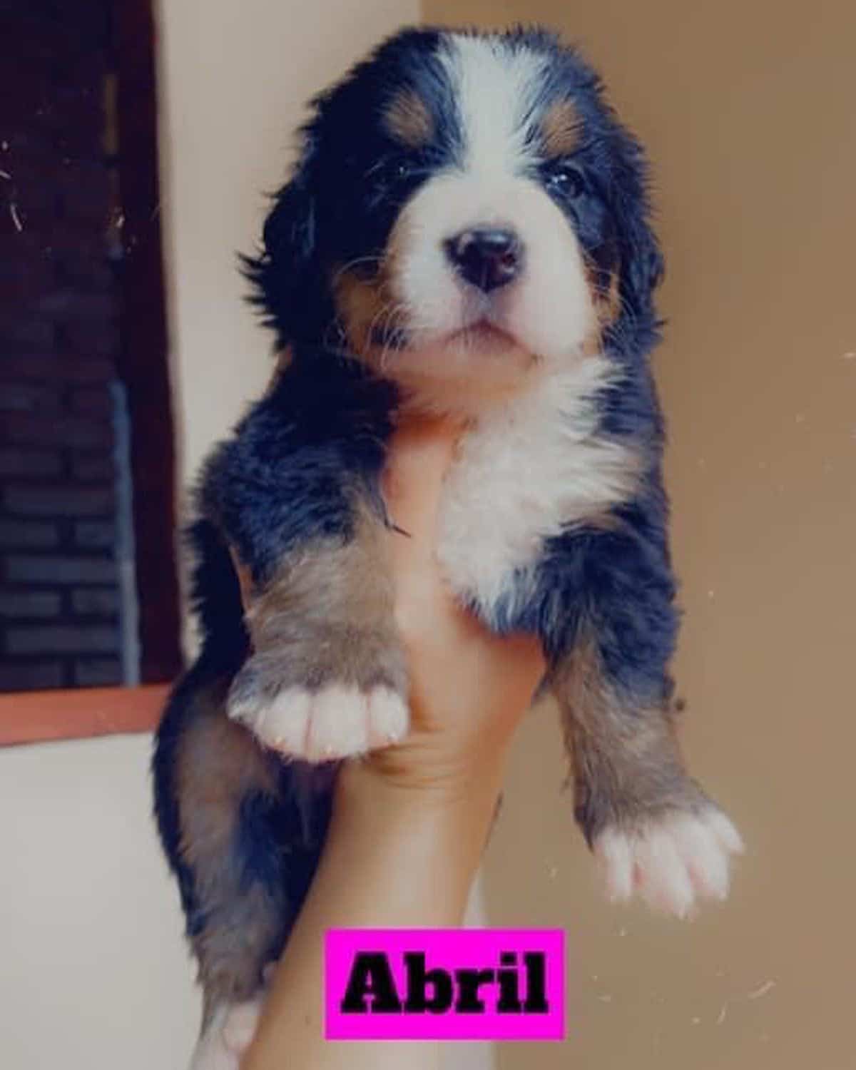 boyero de berna