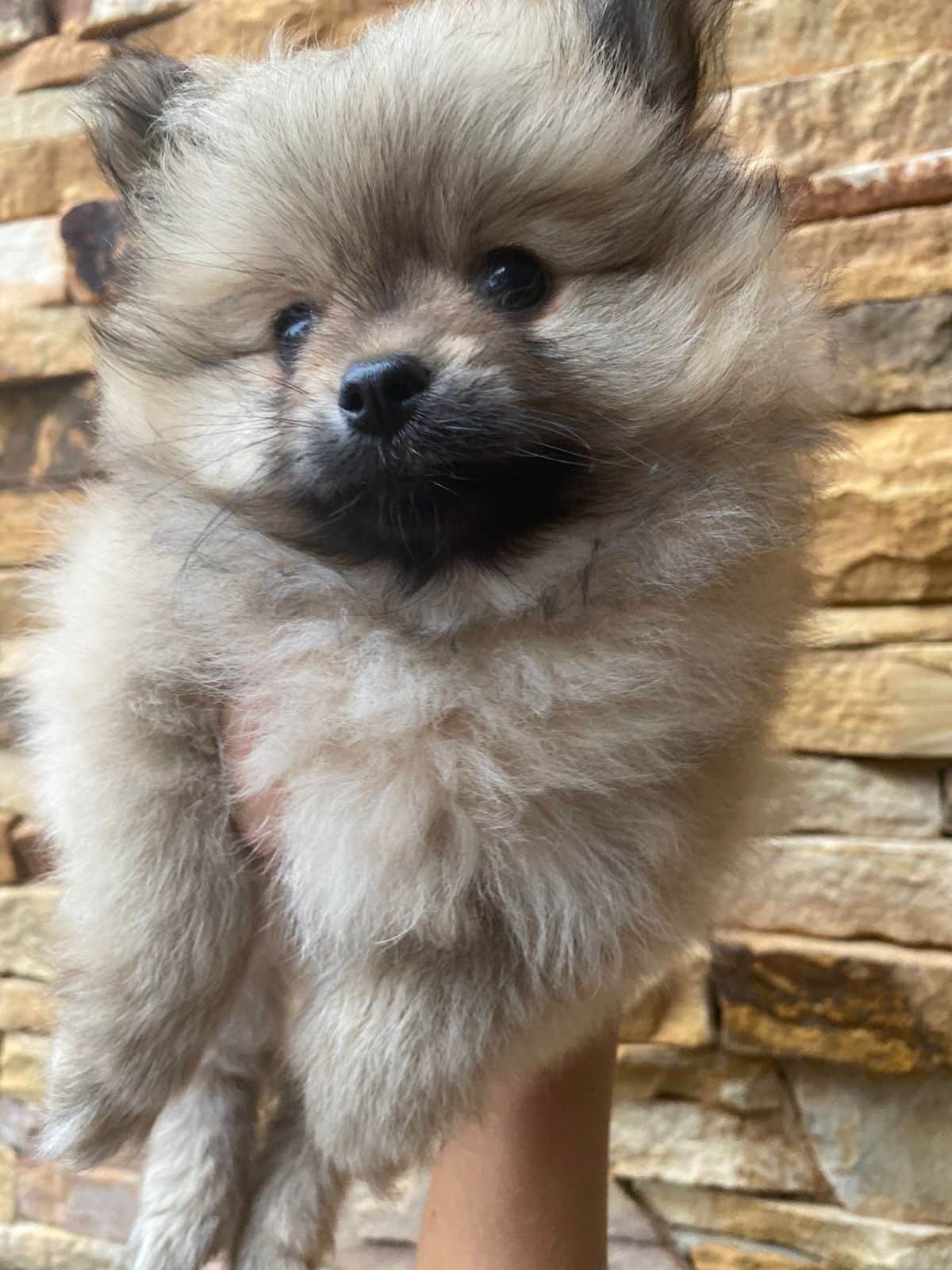 lulú de pomerania hembra naranja