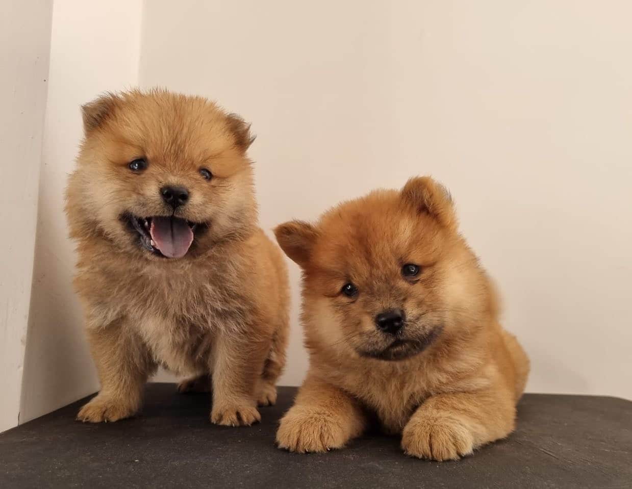 chow chow