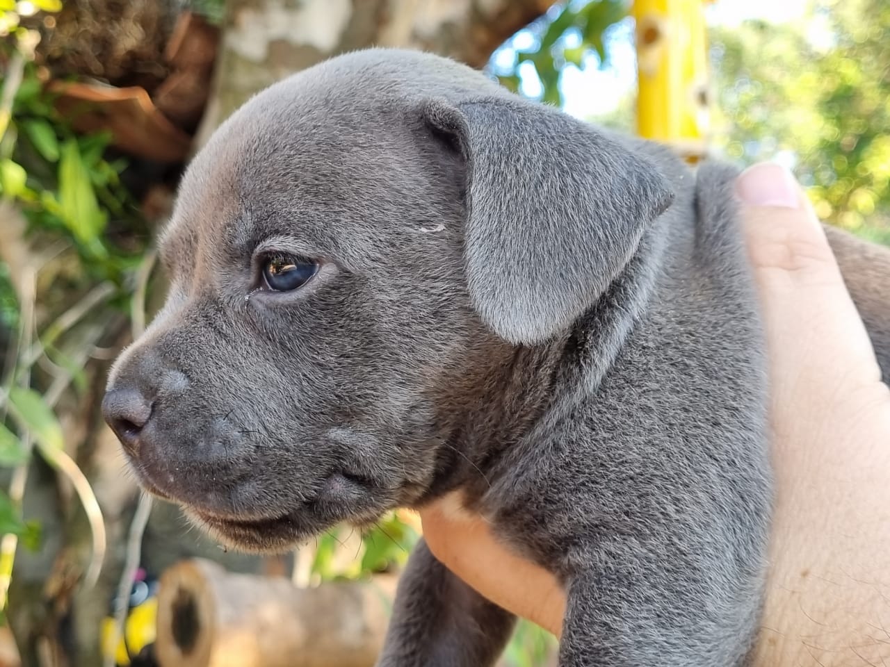 american bully machos y hembras