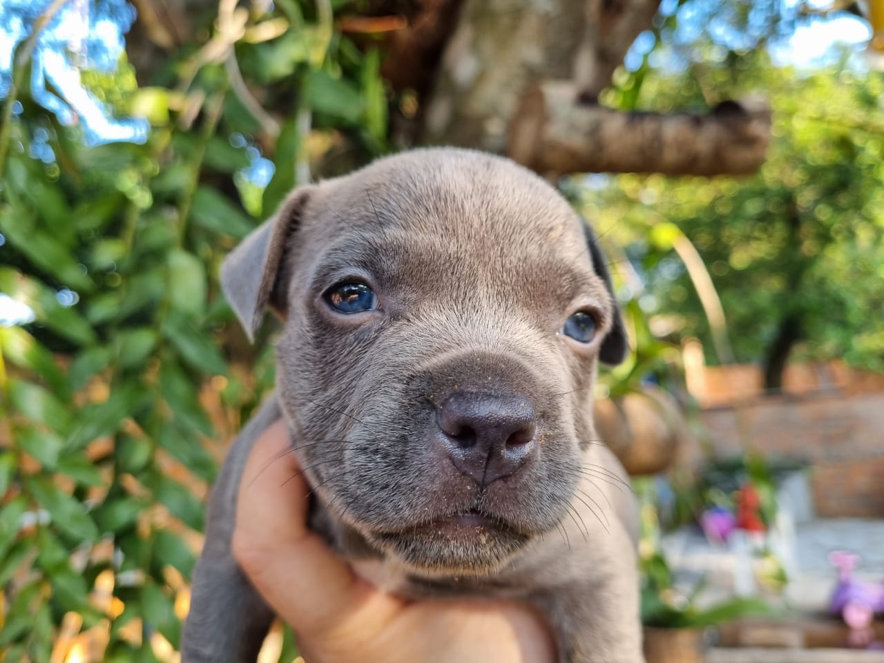 american bully machos y hembras