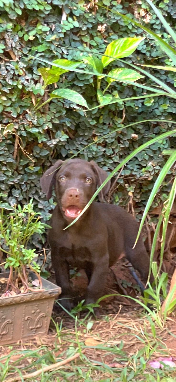 labrador chocolate hembras y machos