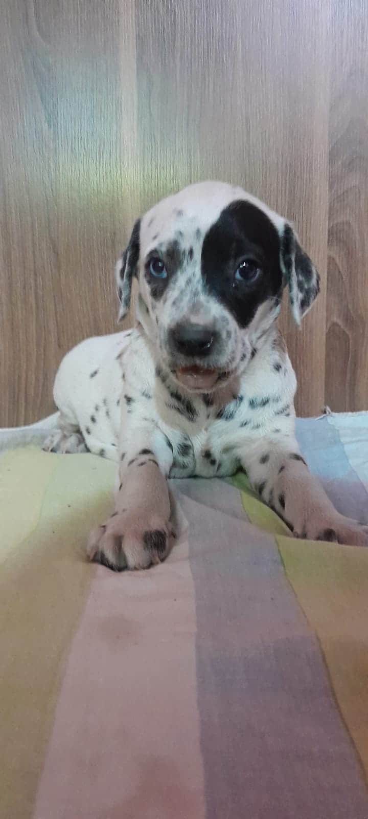 dalmata machos y hembras
