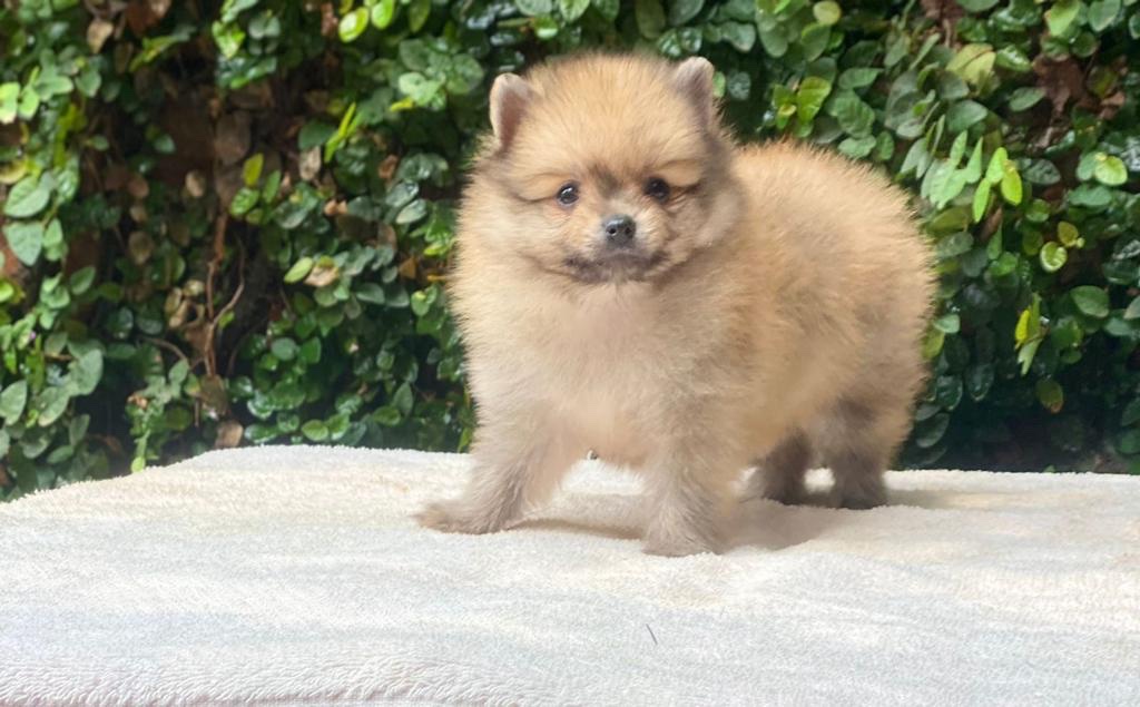 lulú de pomerania macho