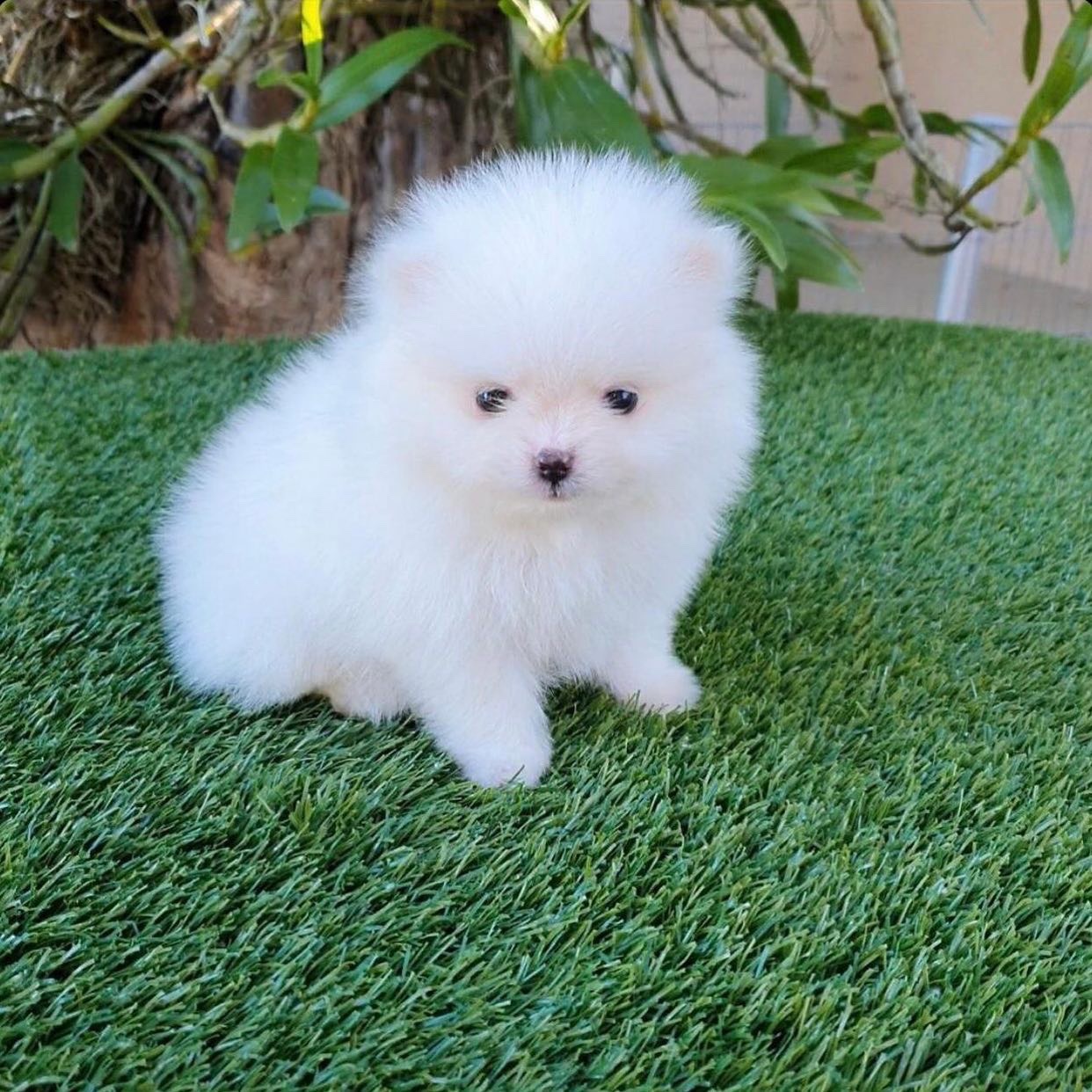 lulú de pomerania mini
