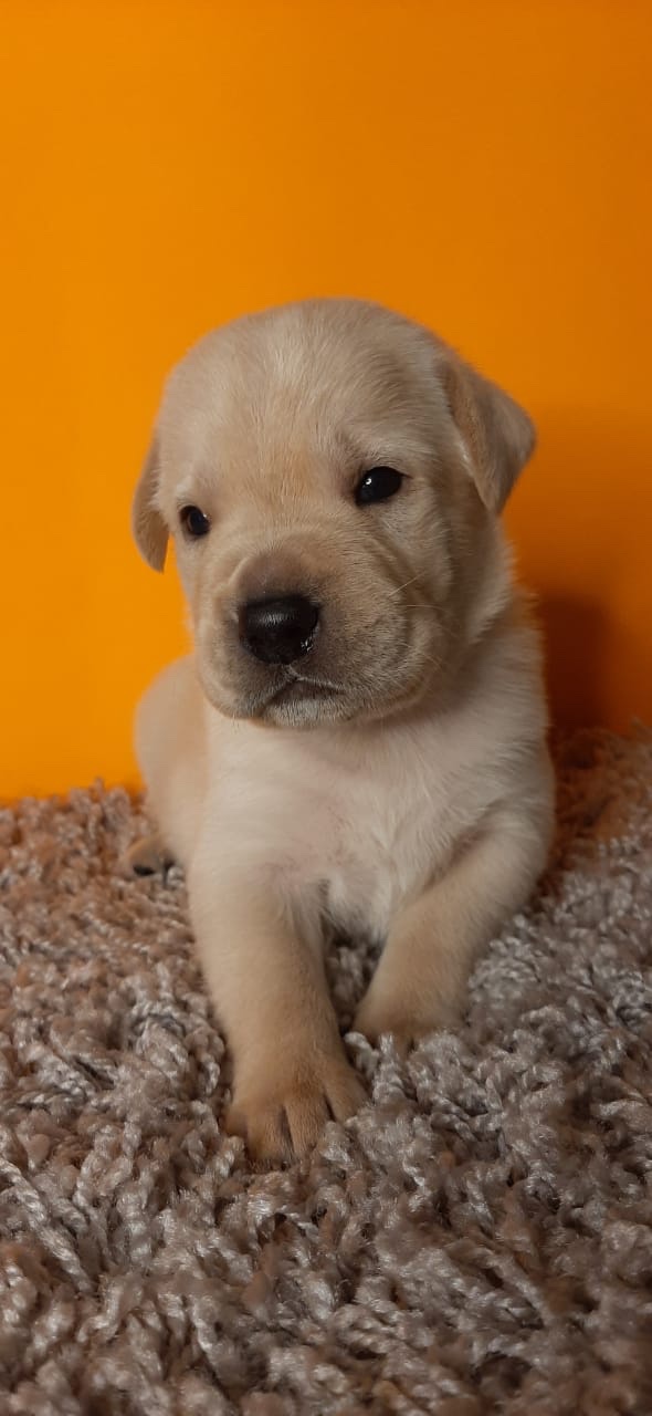 labrador machos y hembras