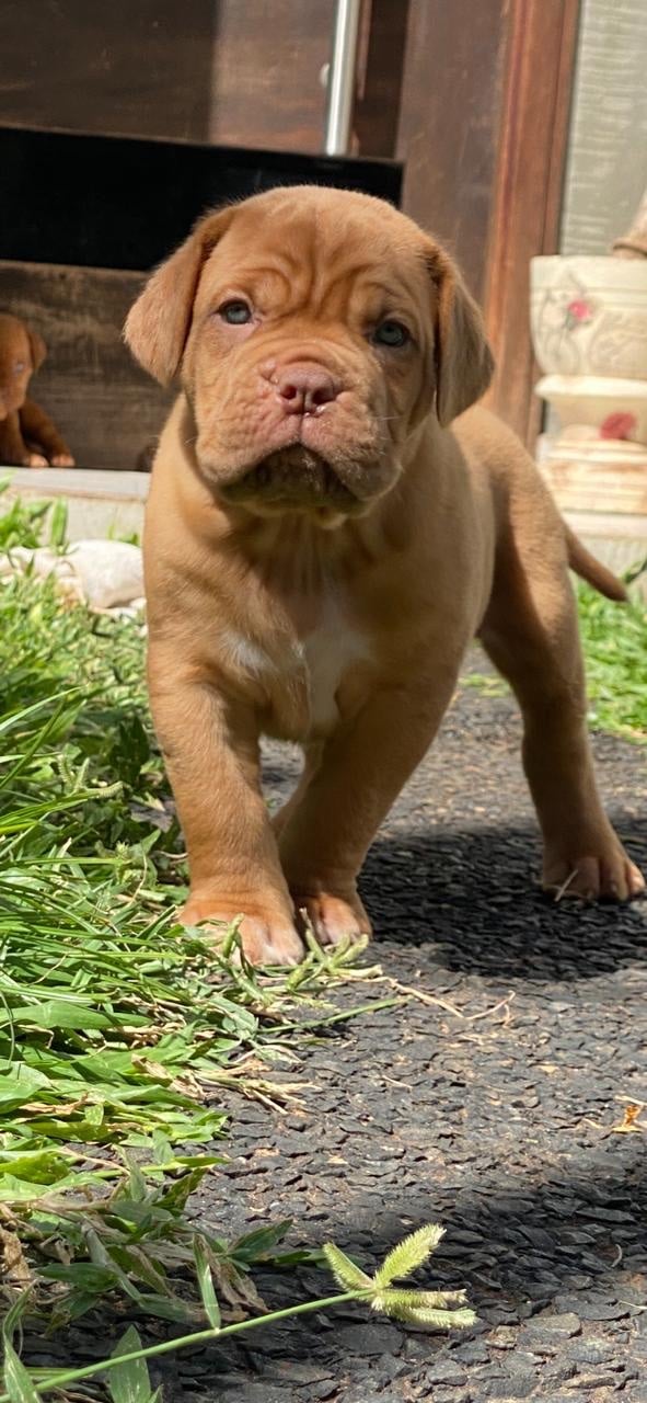 dogo de burdeos
