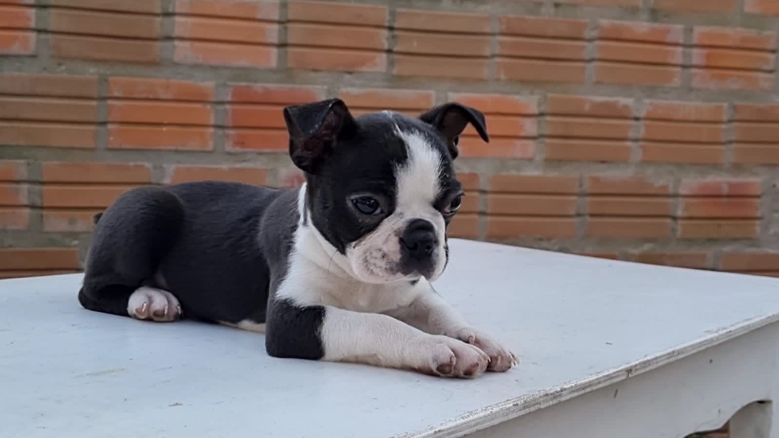 boston terrier macho