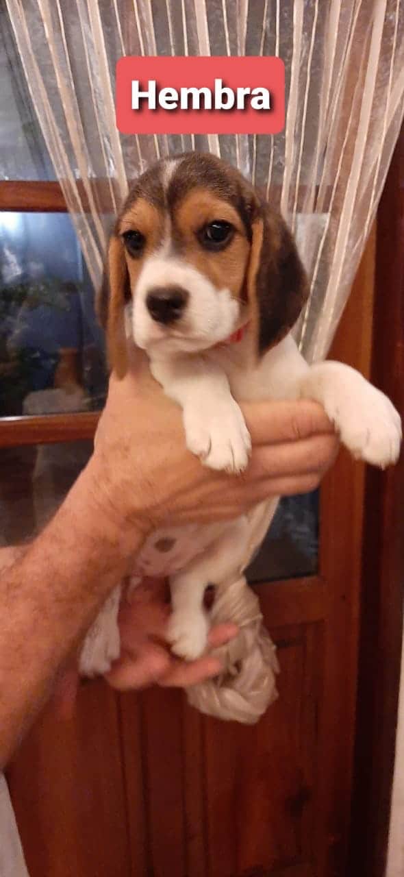 beagle hembra y macho
