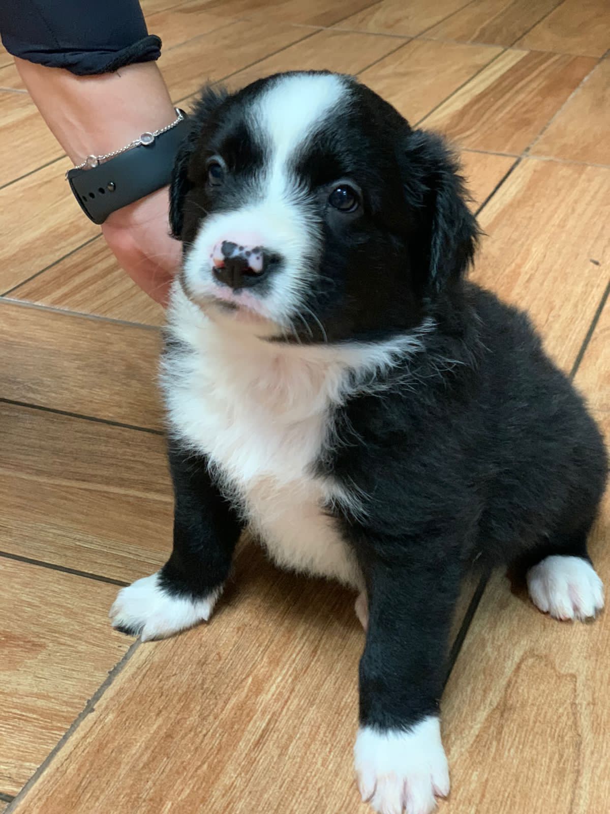border collie merle/ negro