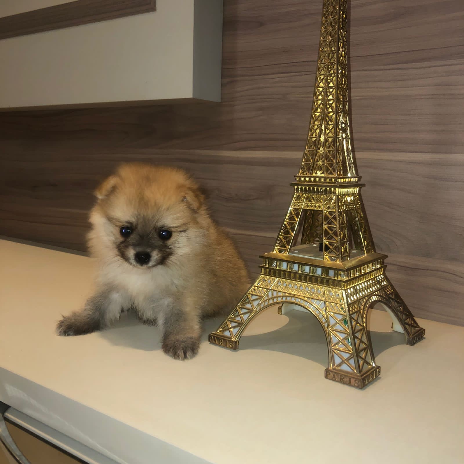lulu de pomerania machito/hembra