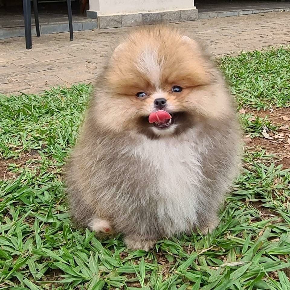 lulú de pomerania macho