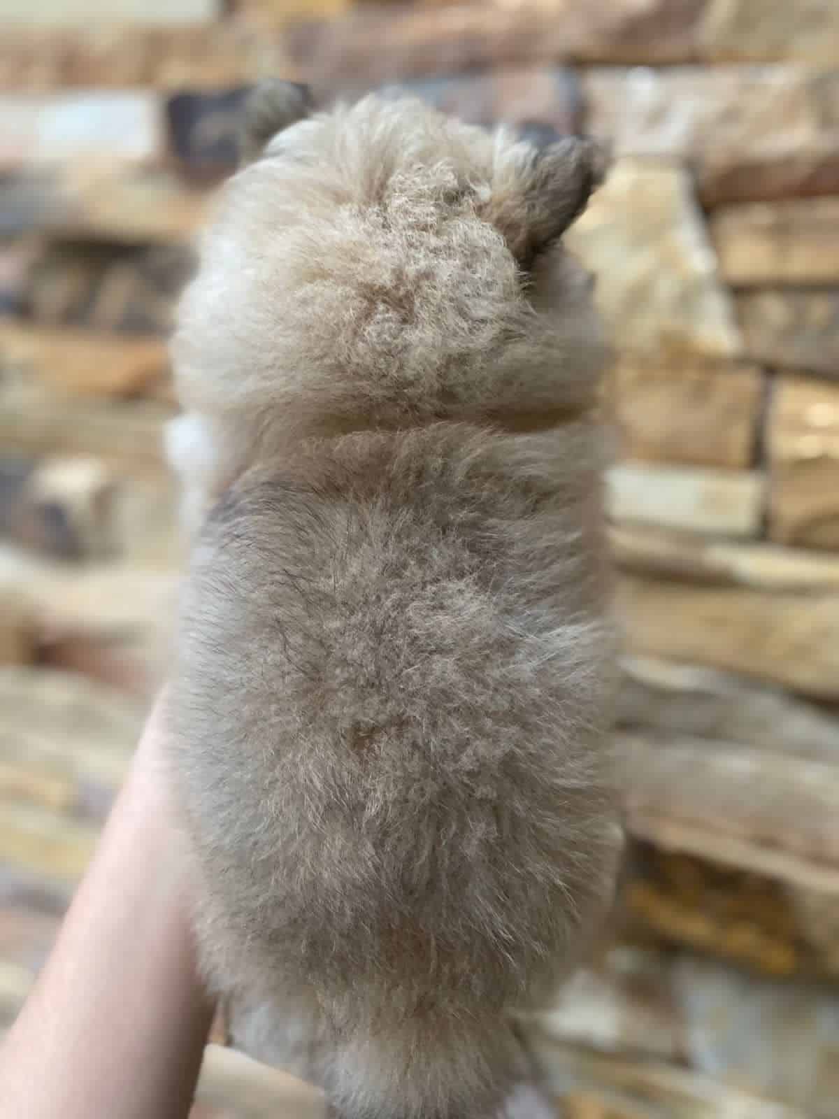 lulú de pomerania hembra naranja