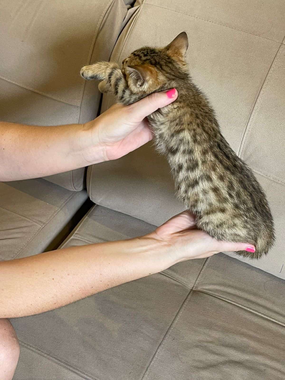 gato bengalí macho