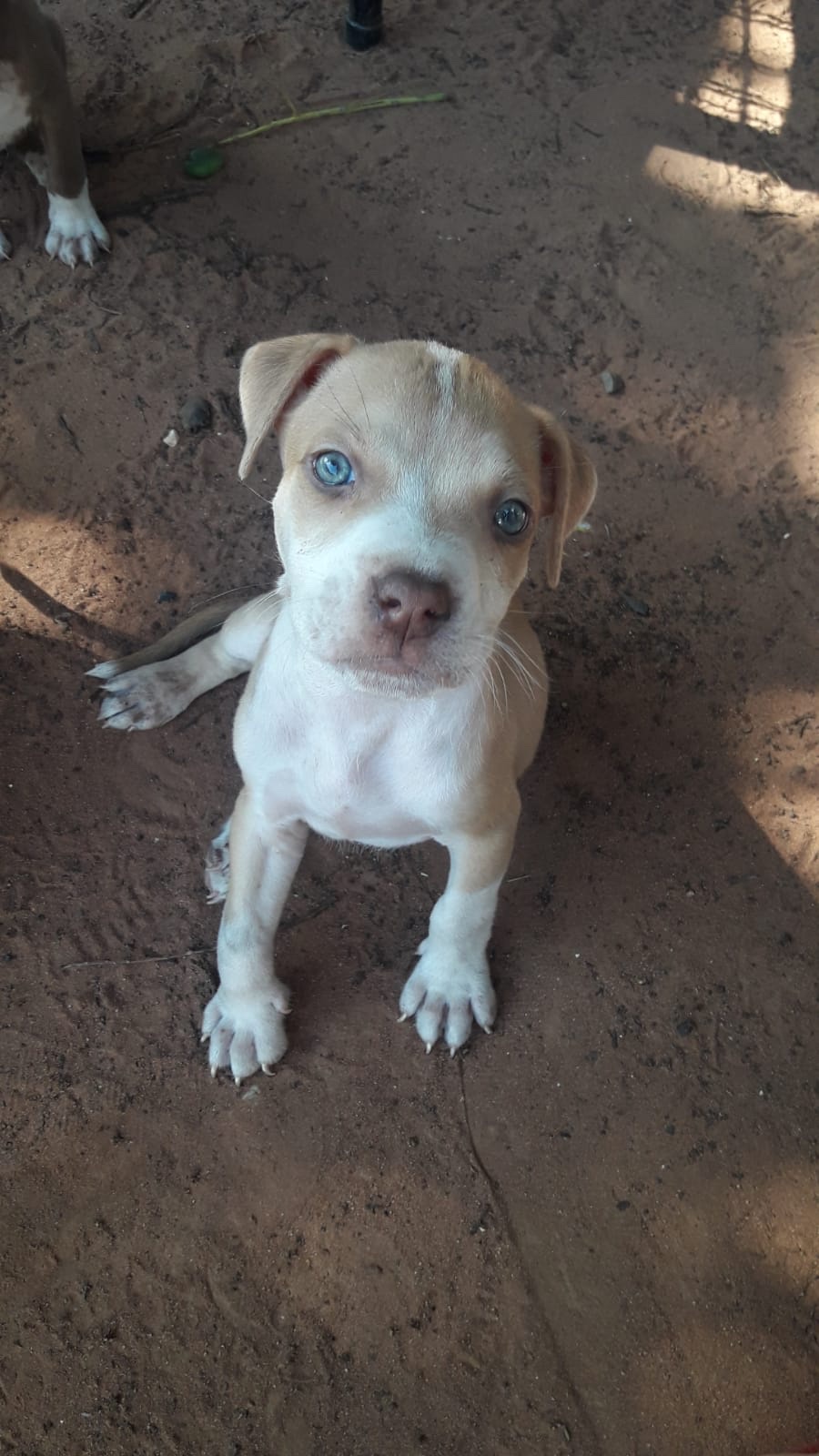 pitbull