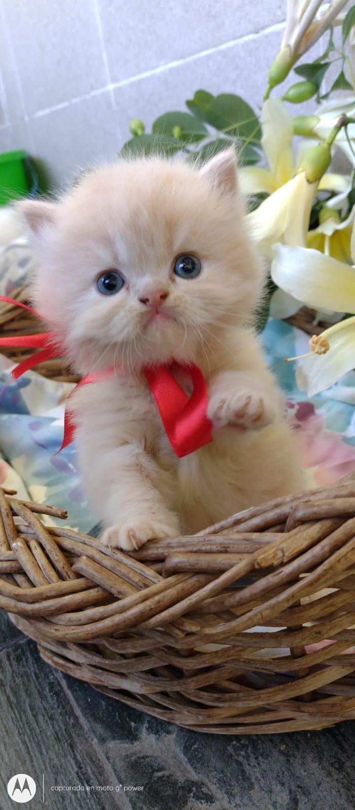 gato persa