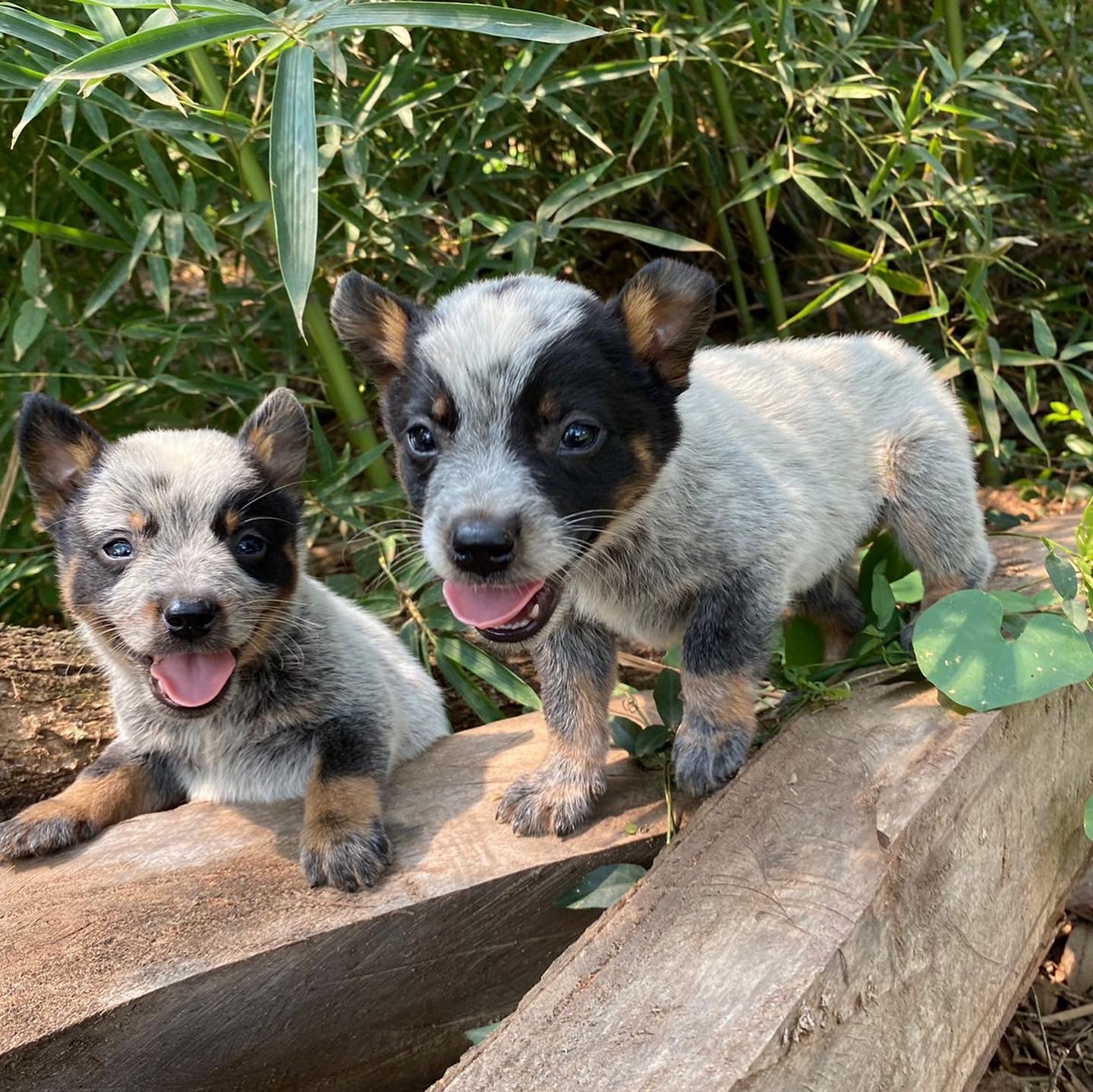 pastor ganadero australiano (blue heeler) machos y hembras