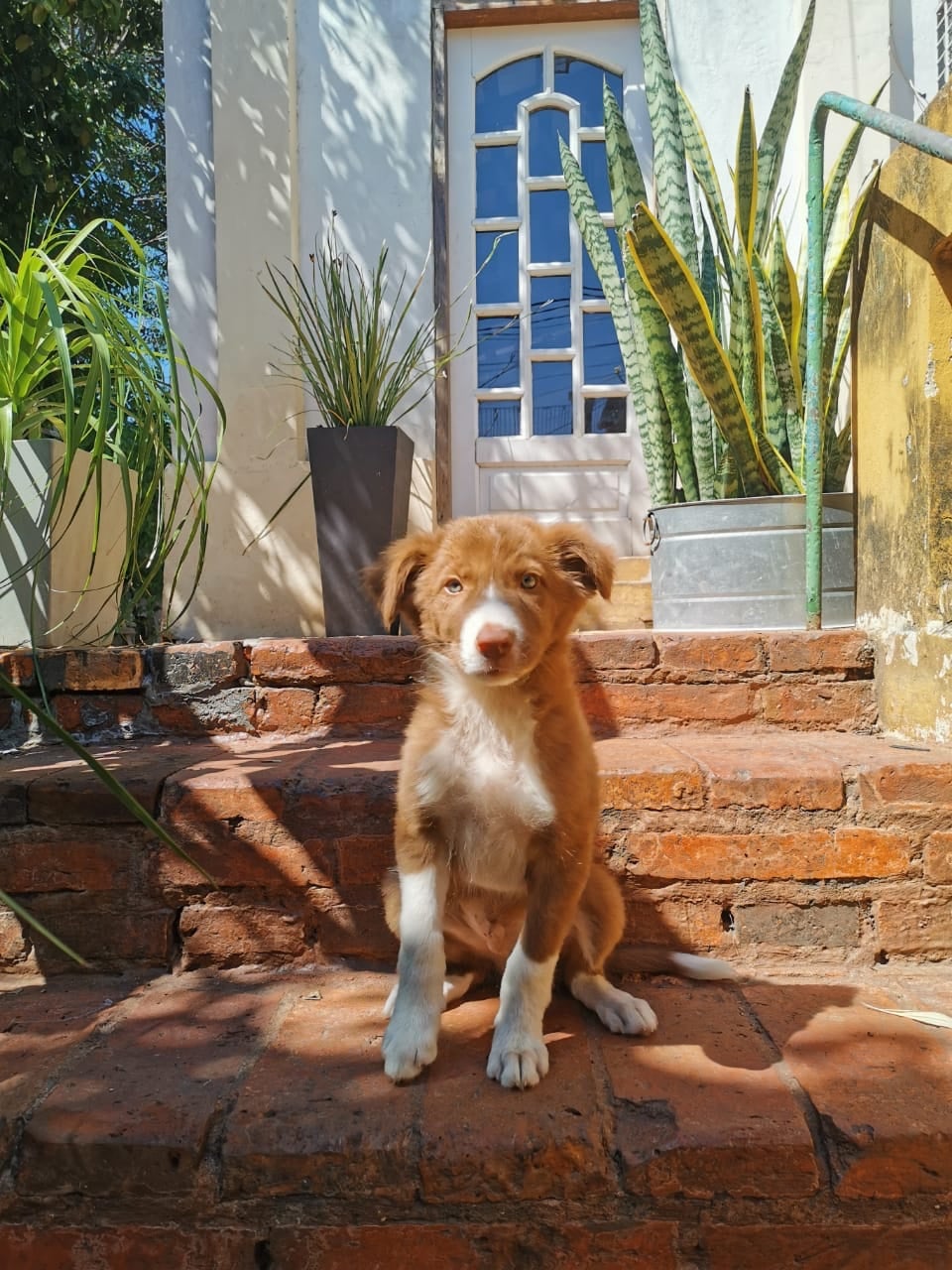 border collie macho