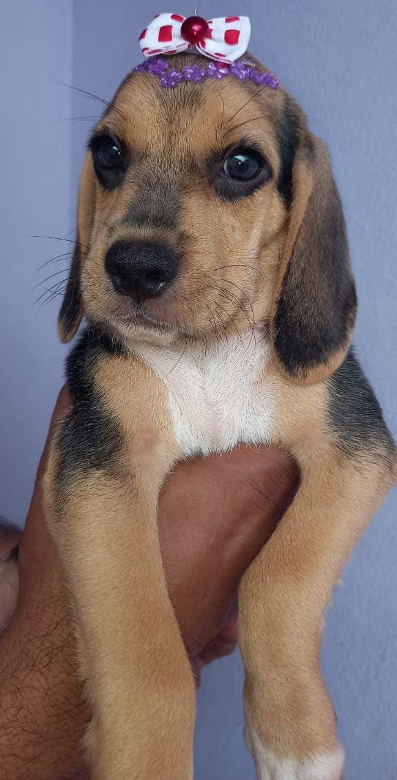 beagle hembra