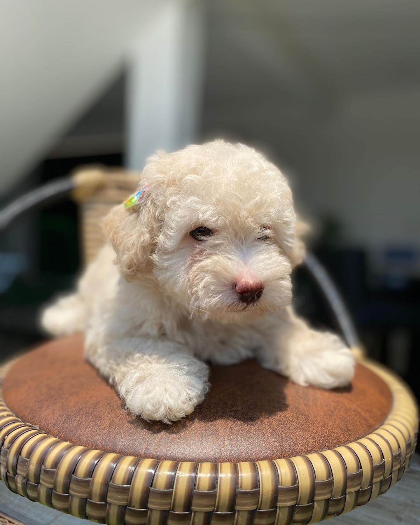 caniche toy