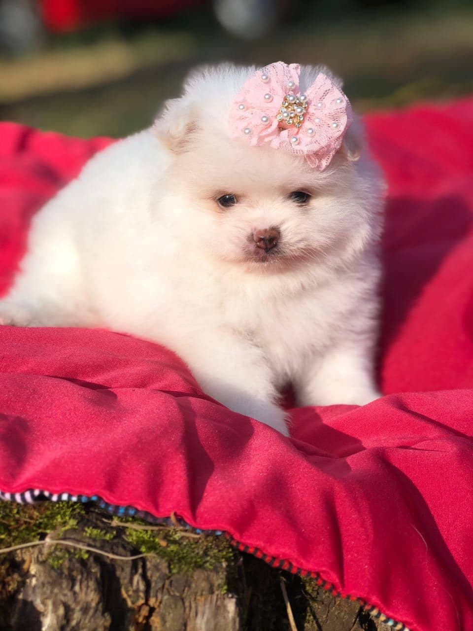 lulu de pomerania