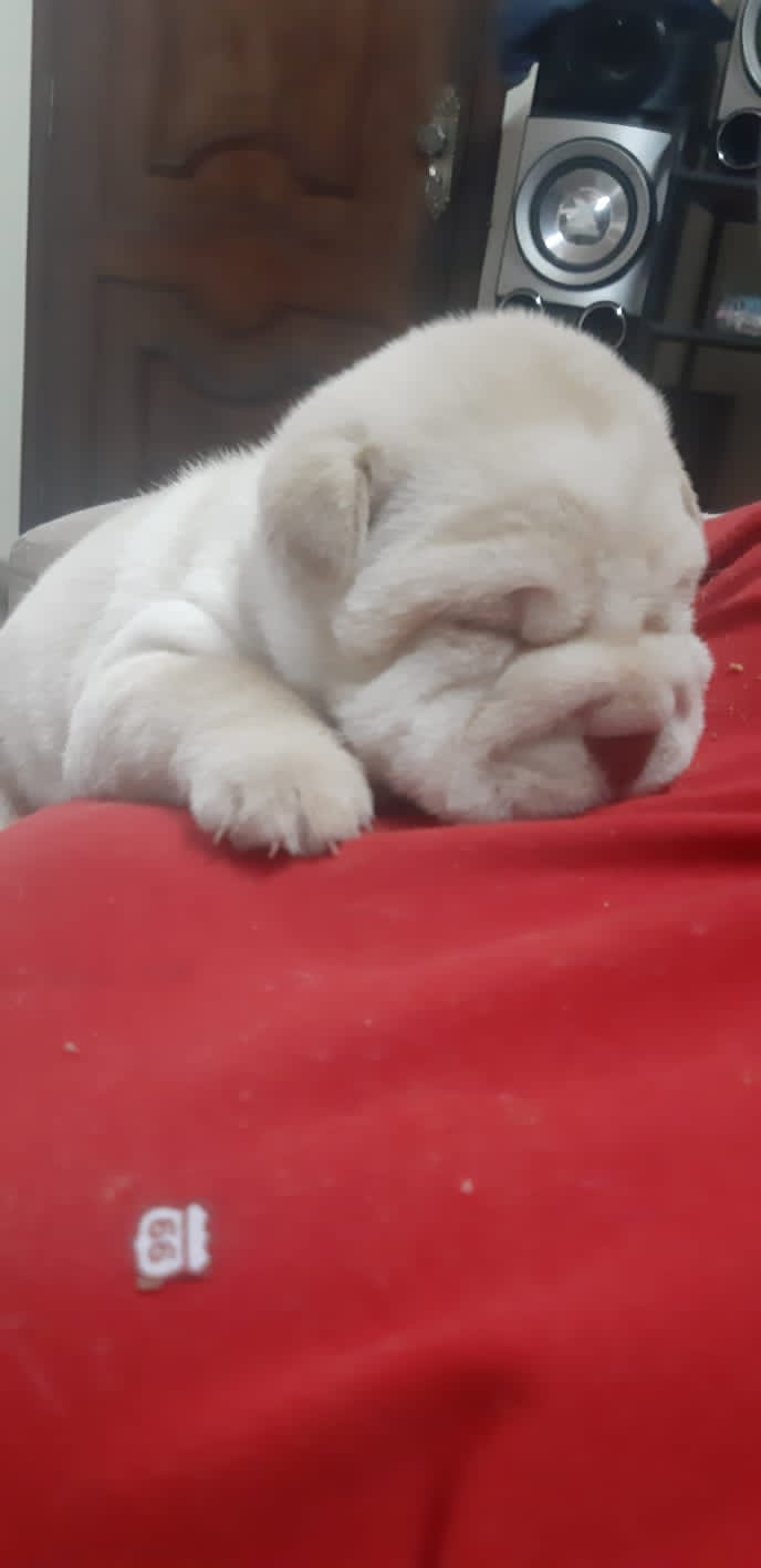 sharpei hembras y machos