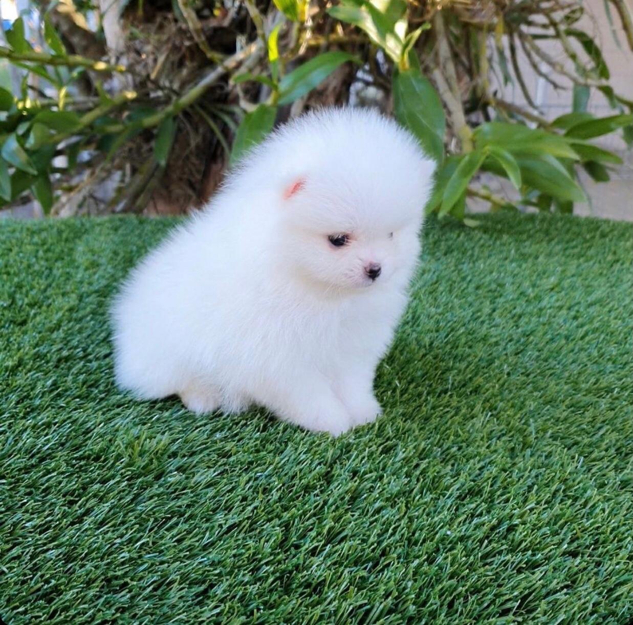 lulú de pomerania mini