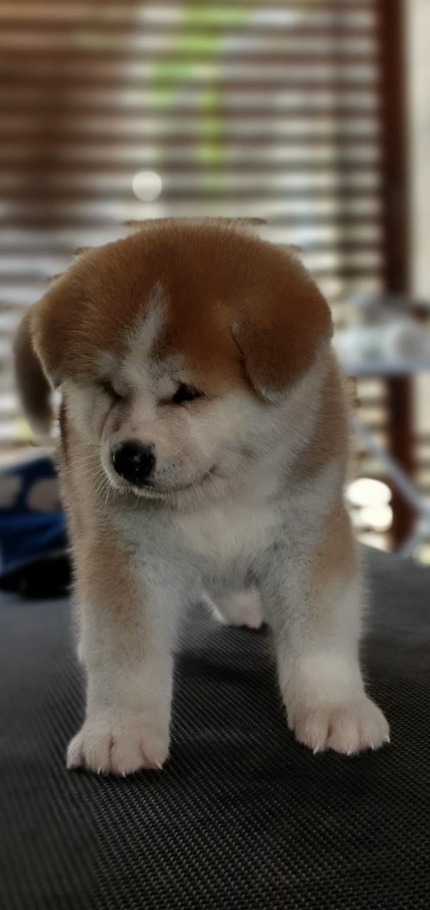 shiba inu machos y hembras