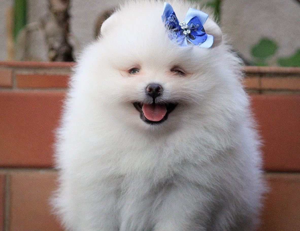 lulu de pomerania macho