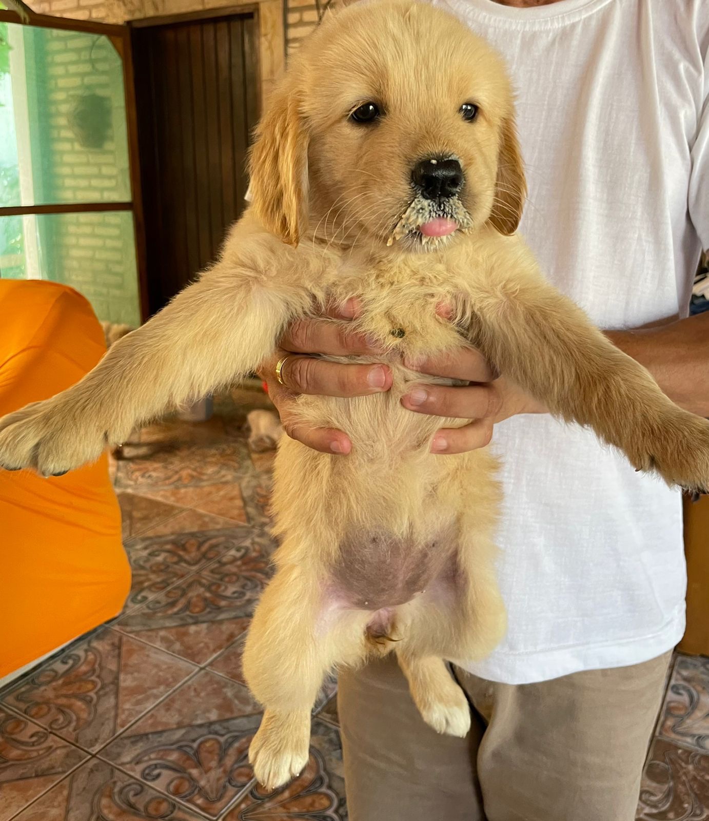 golden retriever machos y hembras