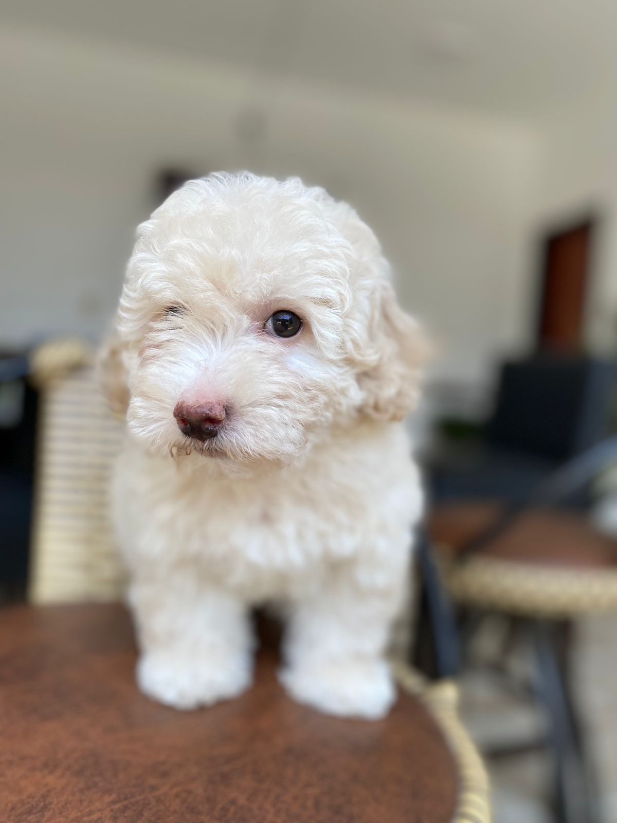 caniche toy