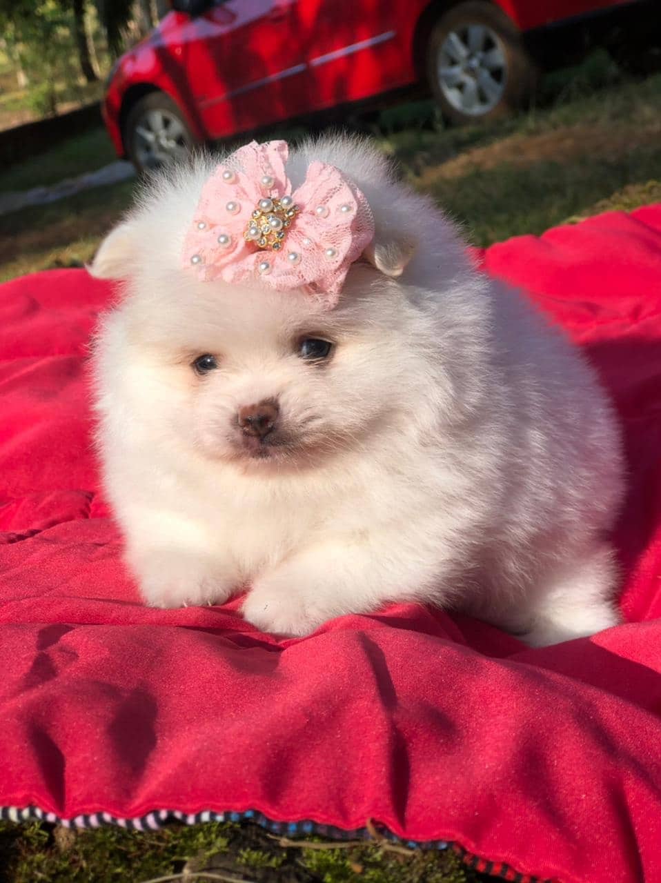 lulu de pomerania