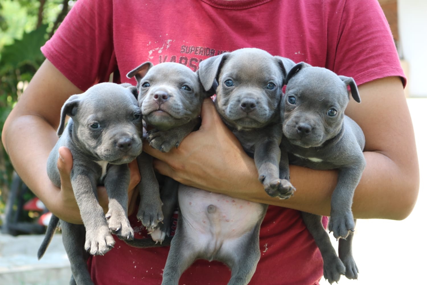 american bully