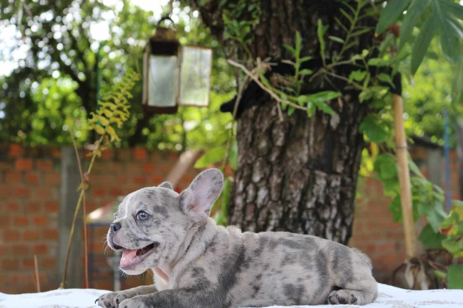bulldog francés lilac merle