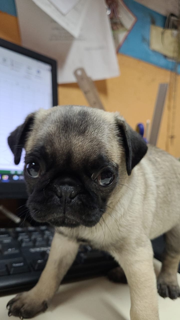 pug carlino machos y hembras