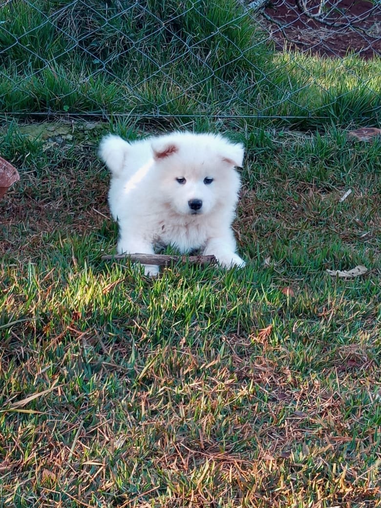 samoyedo