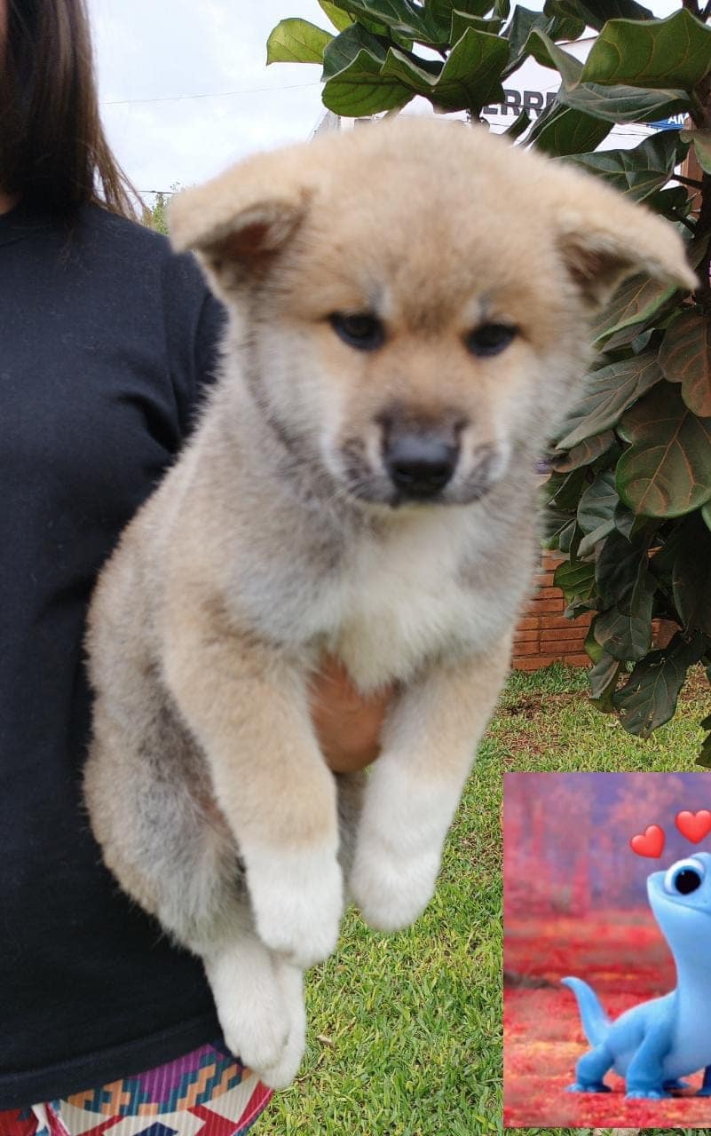 akita inu macho rojo