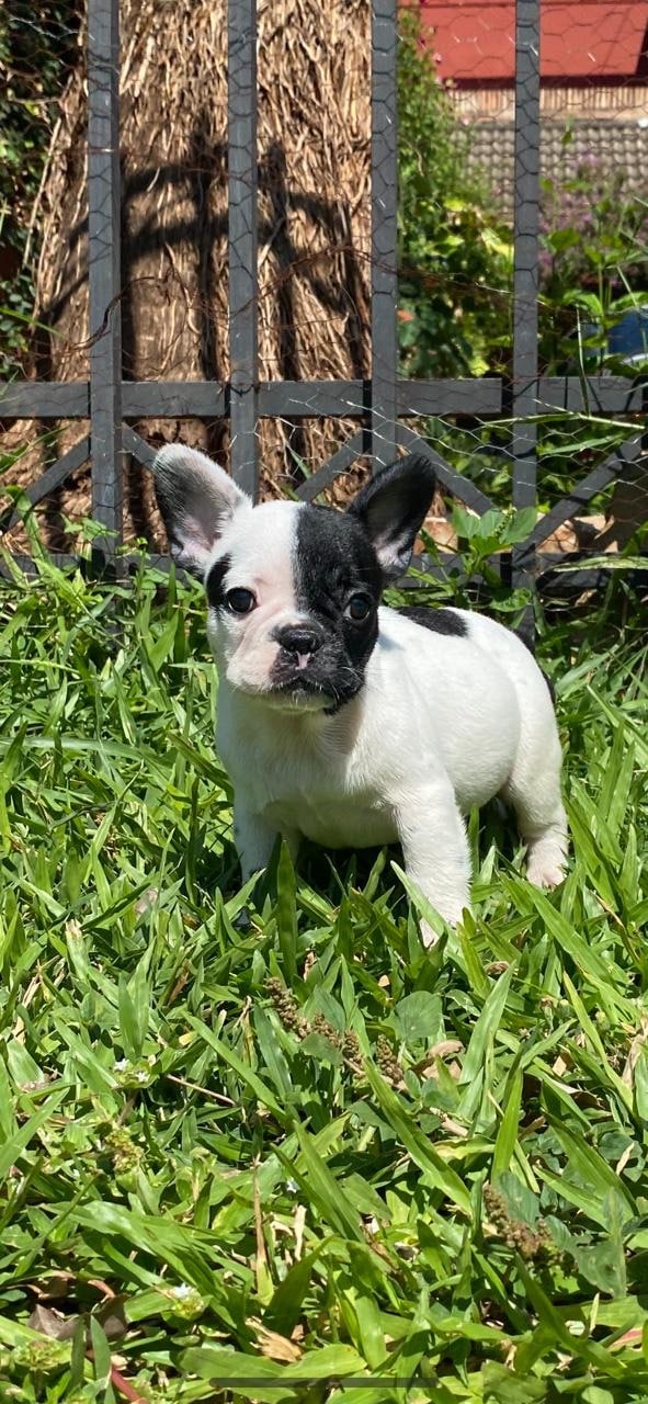 bulldog francés