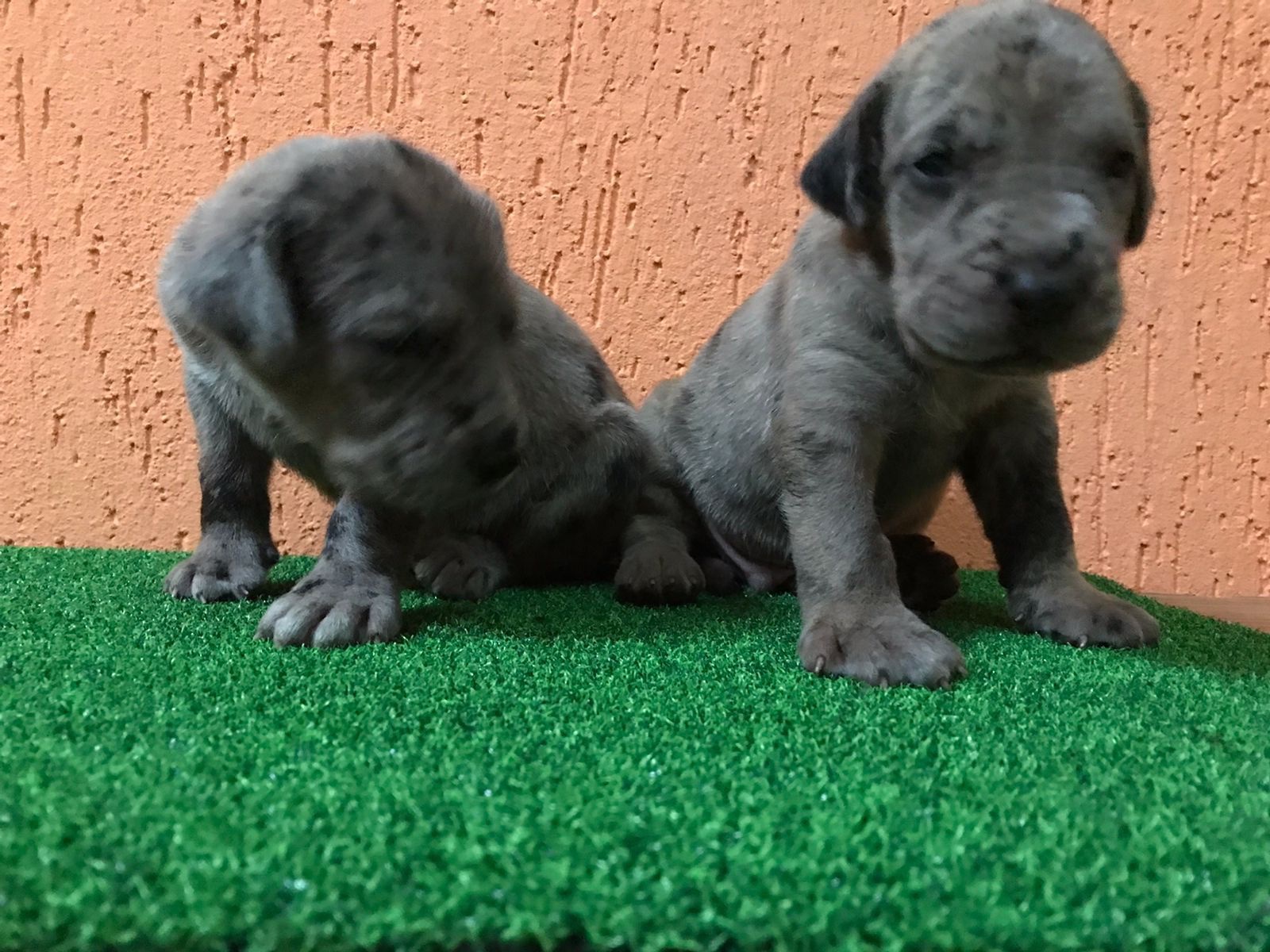 gran danes