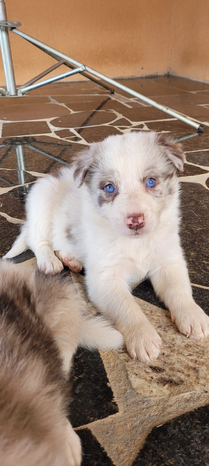 border collie merle/ negro