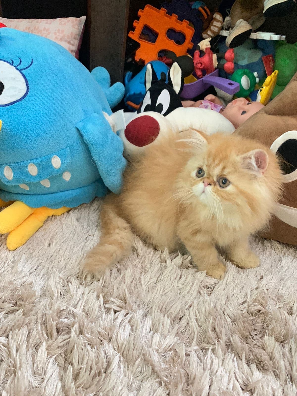 gato persa hembra