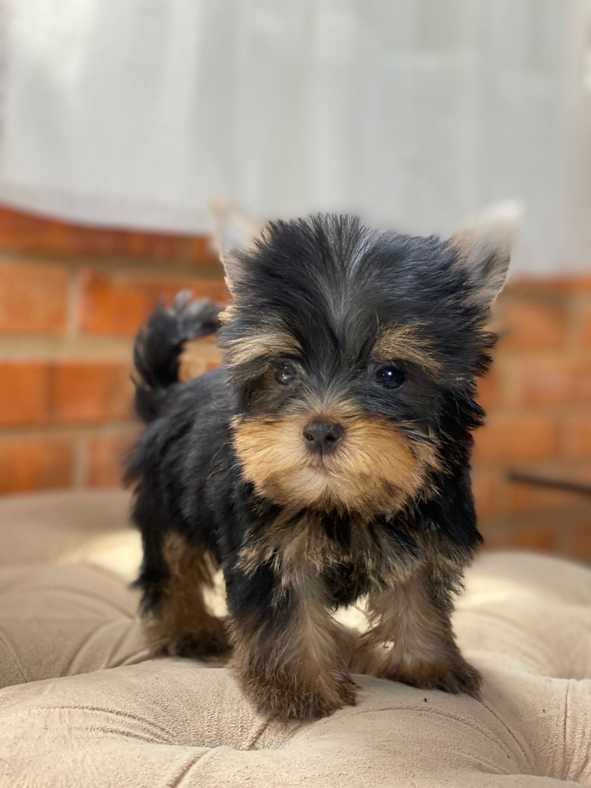 yorkshire mini