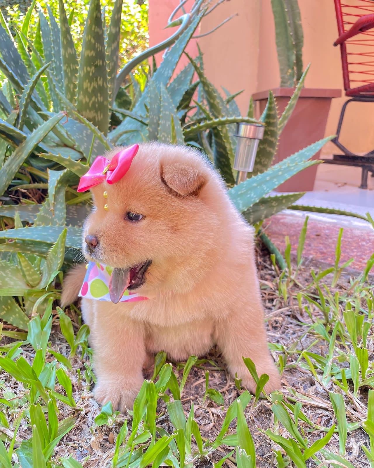 chow chow