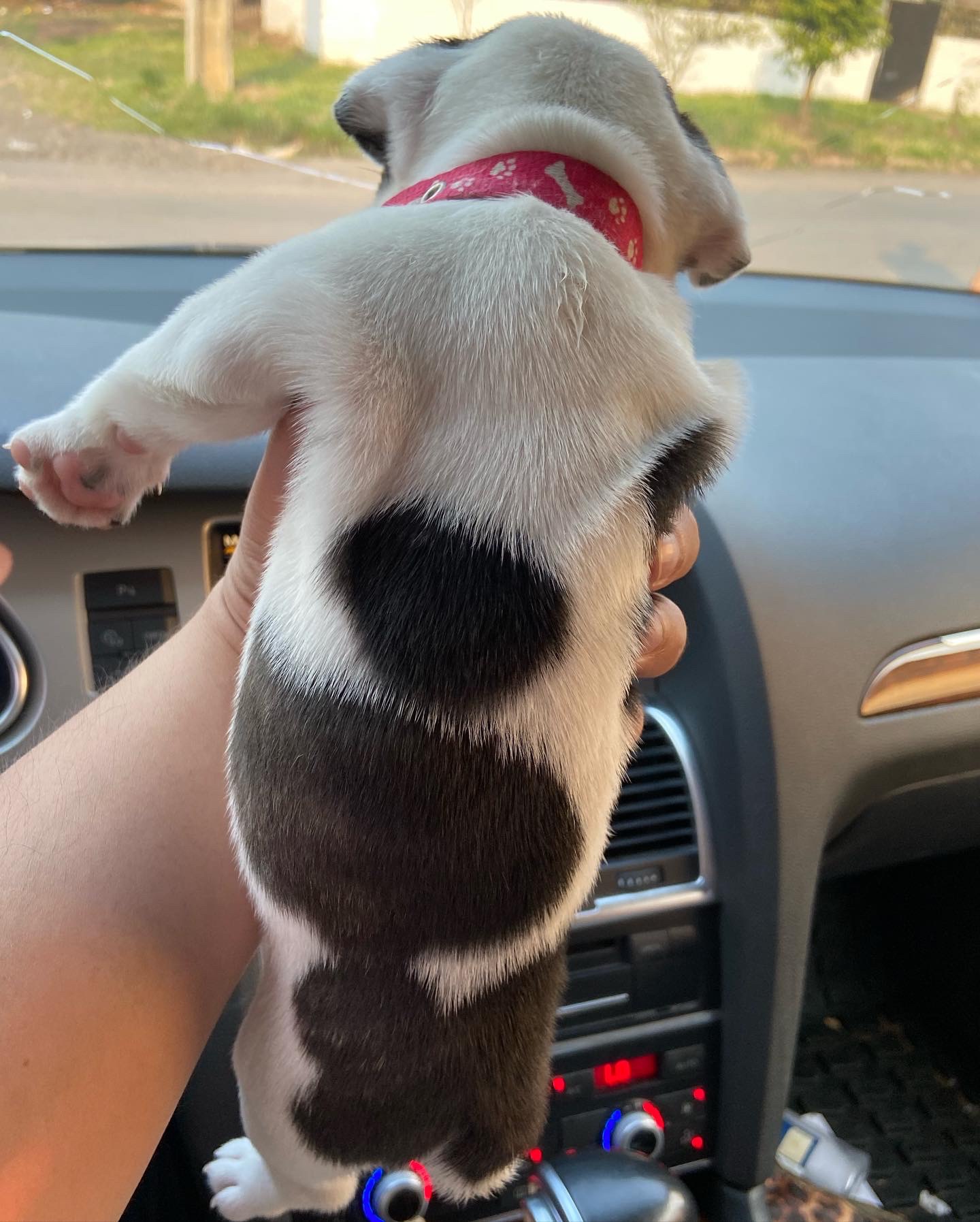 bulldog francés vaquita hembra