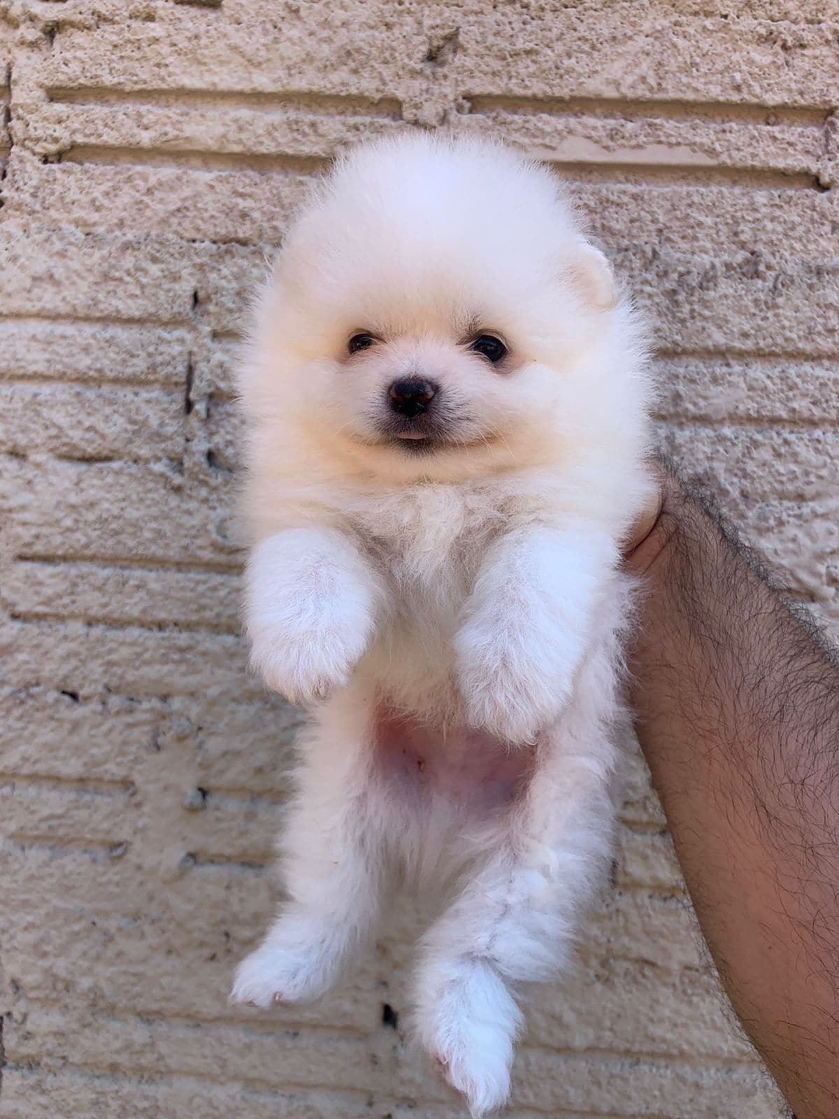 lulu de pomerania